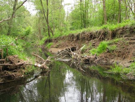 Rečni rokav napaja poplavni gozd_Avtorica_Monika Podgorelec